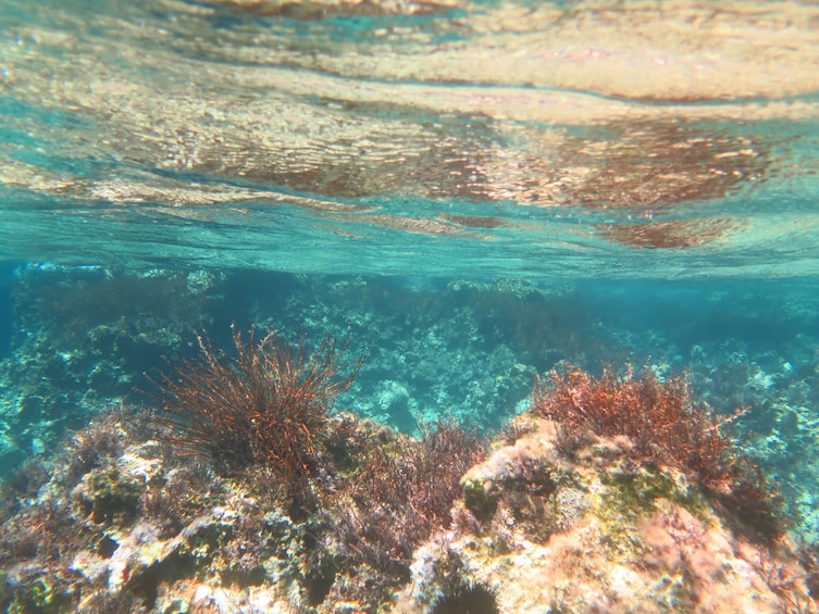 Discovering Scuba Diving in Hersonissos