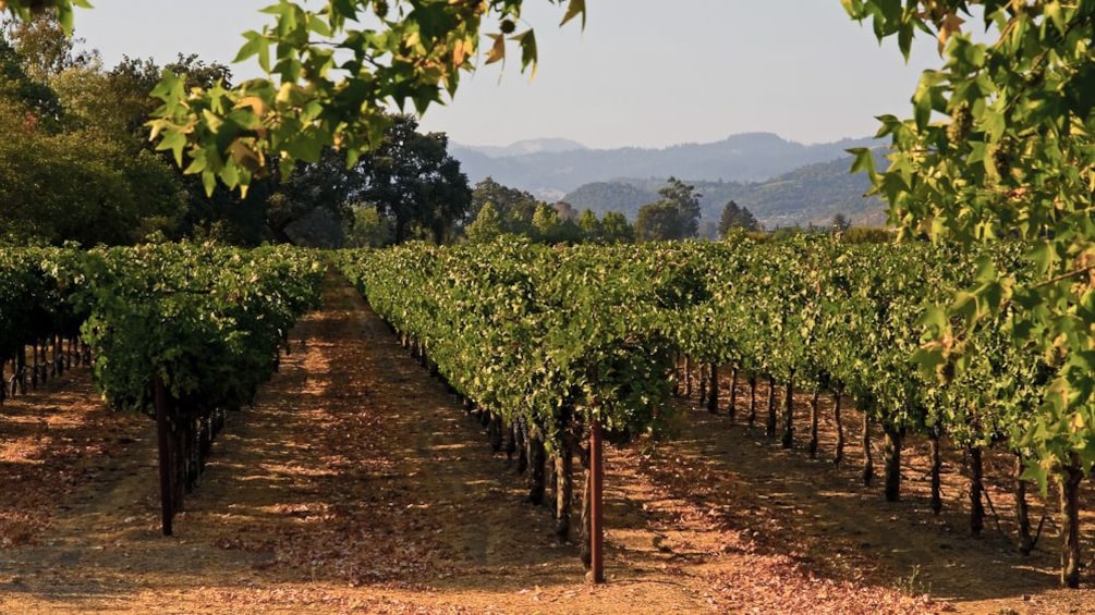 Vineyard view on Temecula Wine Tour near San Diego California