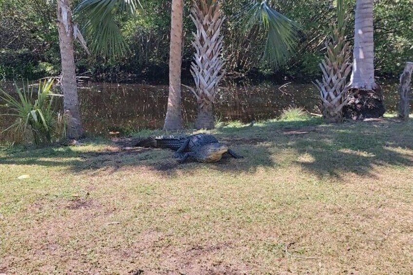 Croc´s & Turtle Aquarium