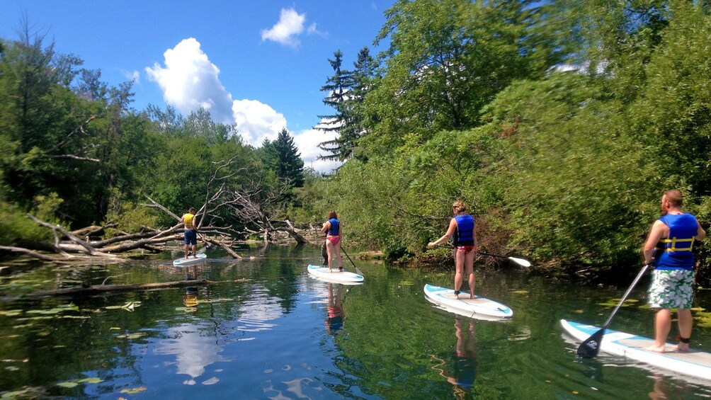 paddleboarders navigating through fallen trees in the water in Toronto