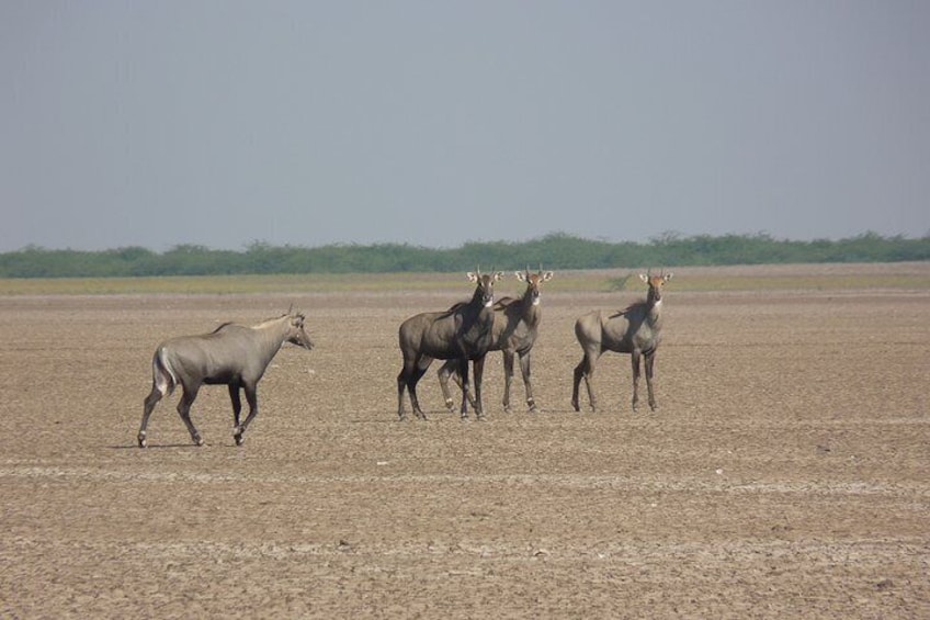 Day Excursion to Little Rann Of Kutch from Ahmedabad