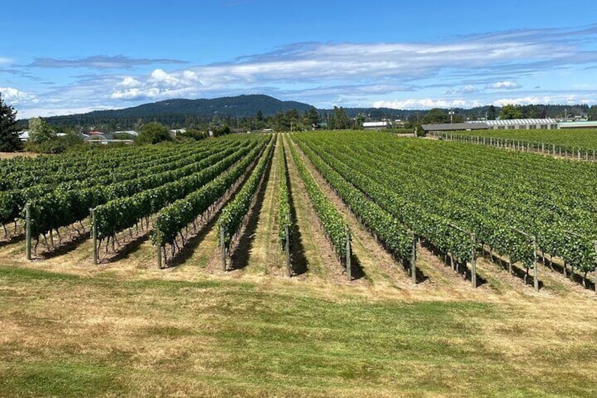 Church and State Vineyards