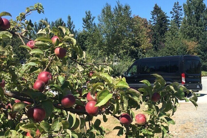 Large comfortable van parked at Sea Cider Farmhouse