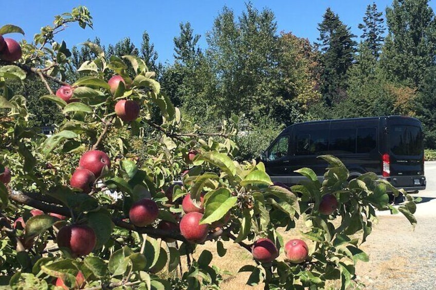 Large comfortable van parked at Sea Cider Farmhouse