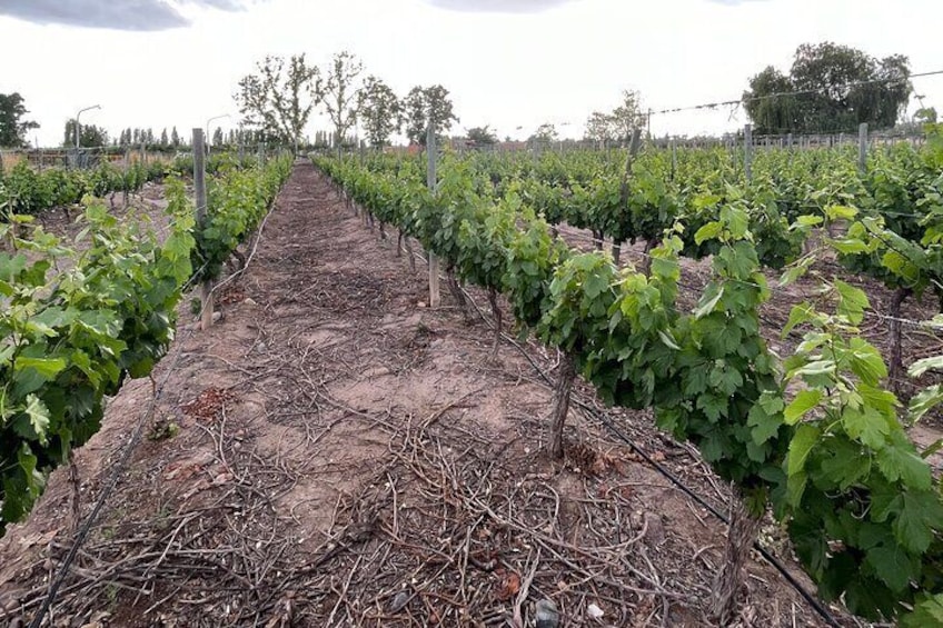 Half Day Winery Tour