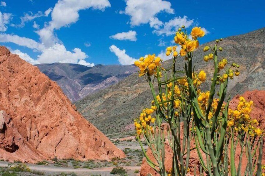 Salinas Grandes and Purmarmca: Full Day Tour from Salta Capital