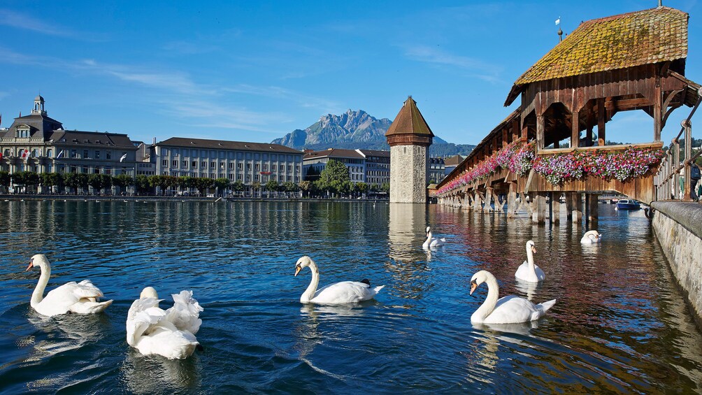 Swans on the river with the city in the background in Lucerne