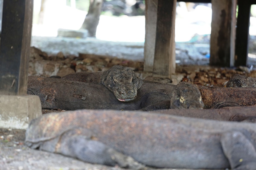 2-Day Komodo & Rinca Islands Adventure