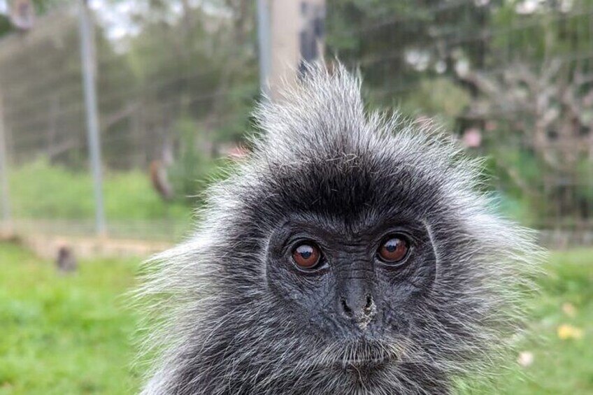 Spilver Leaf Monkey