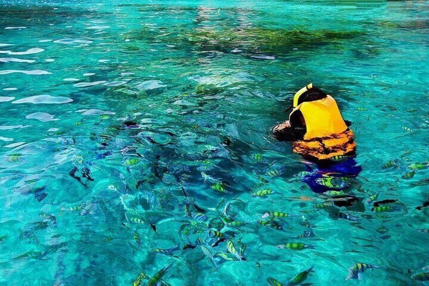 COMBO: Dolphin, Sea Cave & Captain Cook / Kealakekua Bay Snorkel 