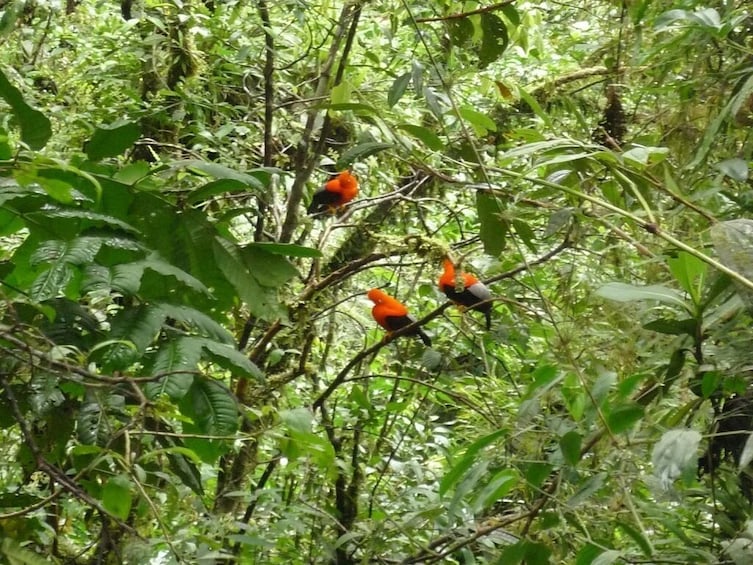 3-Day Manu National Park Tour from Cusco