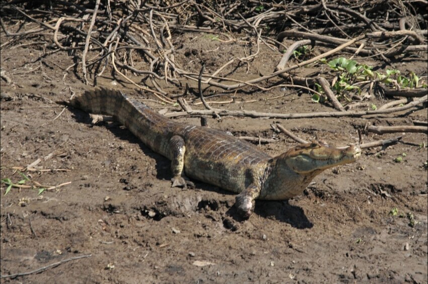 4-Day Manu Jungle Trip From Cusco
