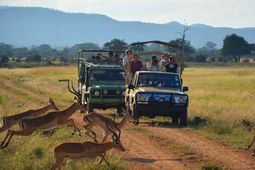 3 Days Isimangaliso Wetland & Hluhluwe Imfolozi Tour From Durban