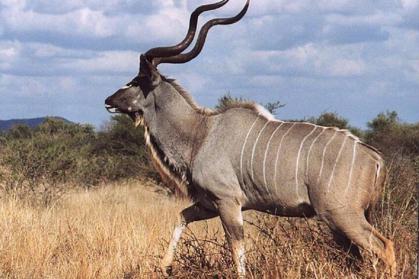 Isimangaliso Wetland & Hluhluwe Imfolozi Game Reserve 3 Day Tour From Durban