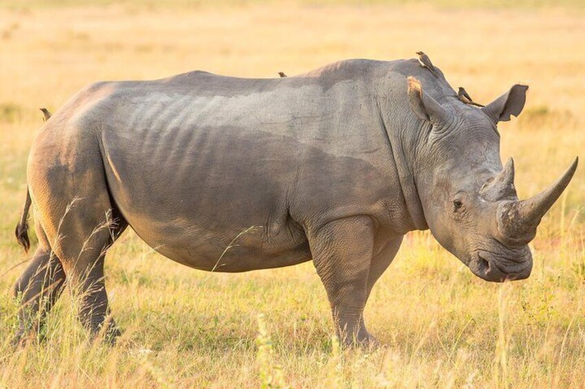 Isimangaliso Wetland & Hluhluwe Imfolozi Game Reserve 3 Day Tour From Durban