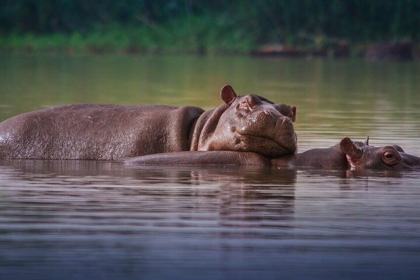3 Days Isimangaliso Wetland & Hluhluwe Imfolozi Tour From Durban