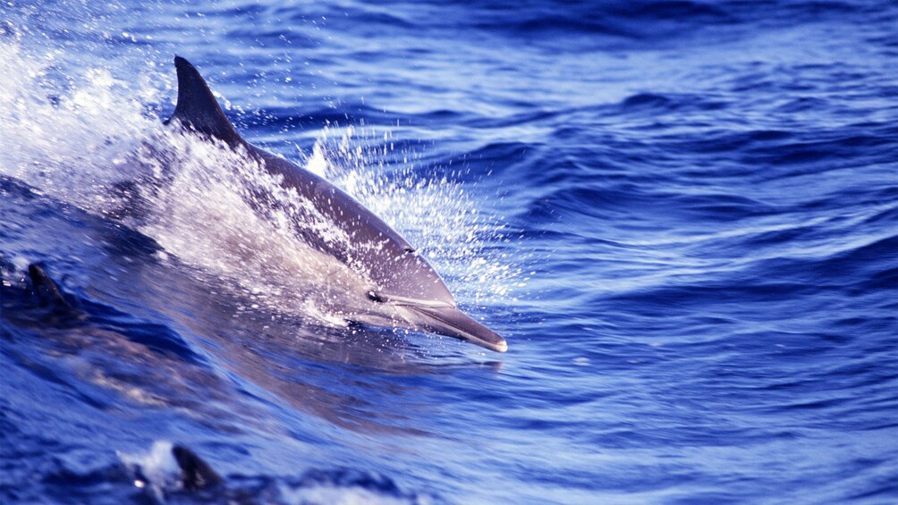 a pod of dolphins swimming in Saint Lucia