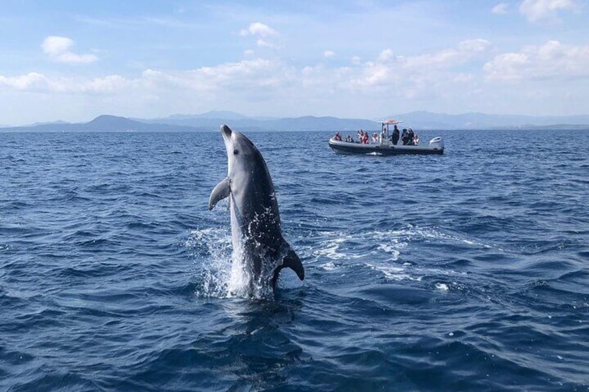 Dolphin Watching Tour - from Golfo Aranci