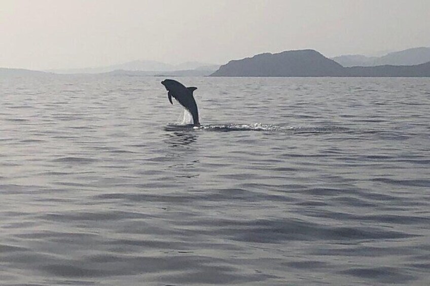 Dolphin Watching Tour - from Golfo Aranci