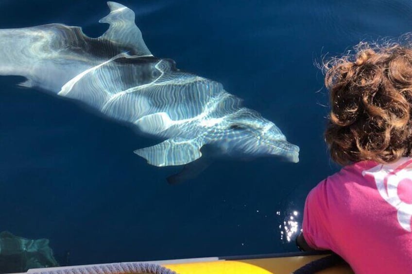 Dolphin Watching Tour - from Golfo Aranci
