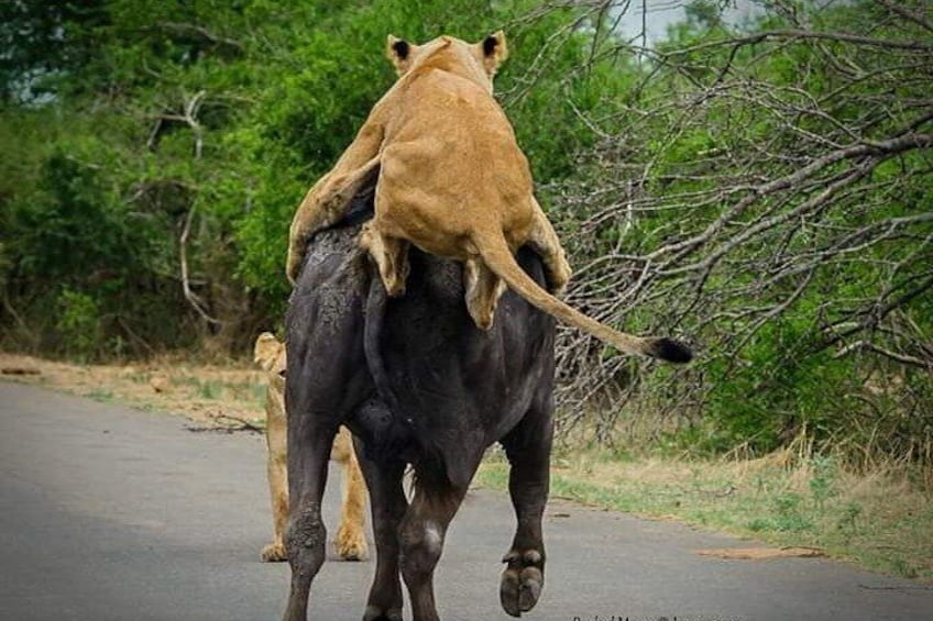 Full-Day Safari in Kruger National Park from Johannesburg