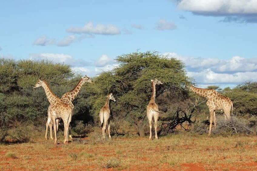 Full-Day Safari in Kruger National Park from Johannesburg