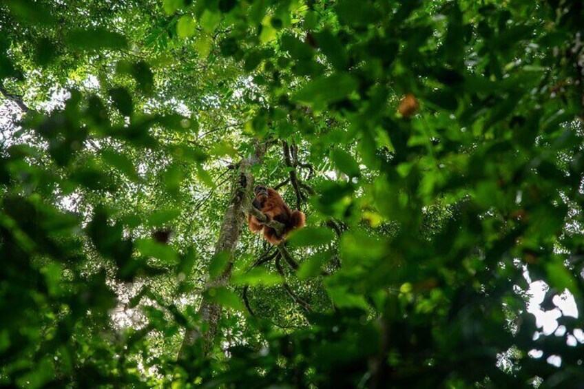 Wonderful 7 Days North Sumatra Tour (Include: 2 Days 1 Night Jungle Trekking)