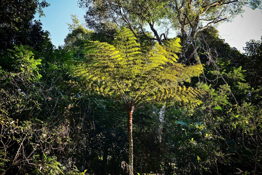 Private Atlantic Forest Eco Tour at Cantareira State Park