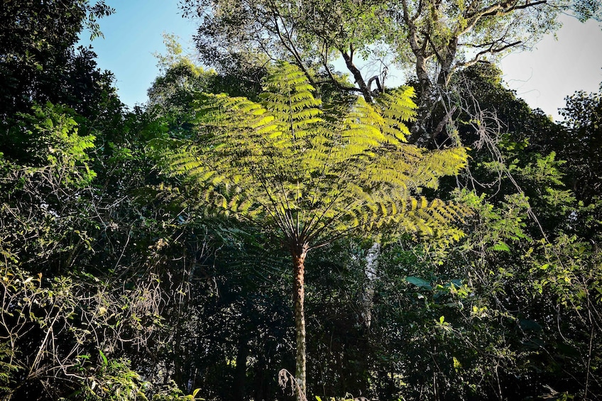 Private Atlantic Forest Eco Tour at Cantareira State Park