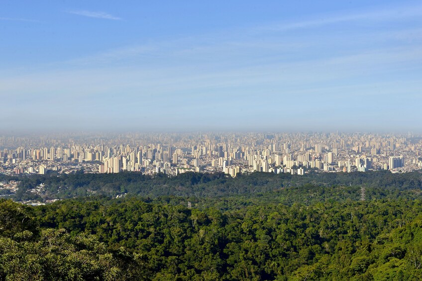 Private Atlantic Forest Eco Tour at Cantareira State Park