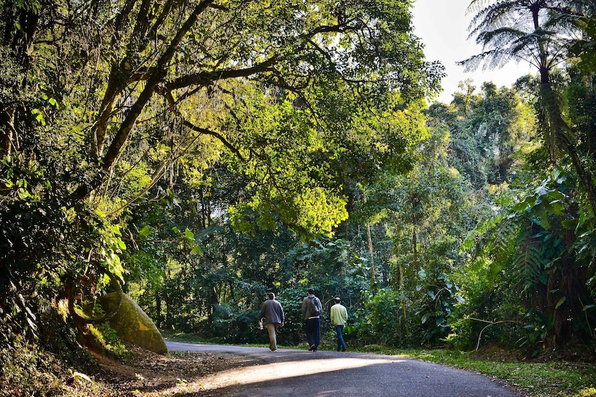 Private Atlantic Forest Eco Tour at Cantareira State Park
