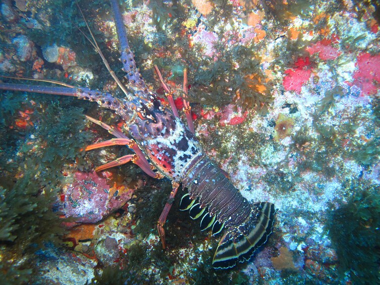 Discover the Sea Scuba Experience