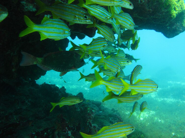 Discover the Sea Scuba Experience