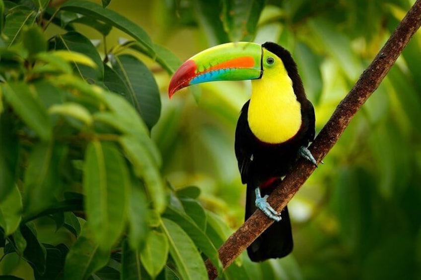 Costa Rica family tour package