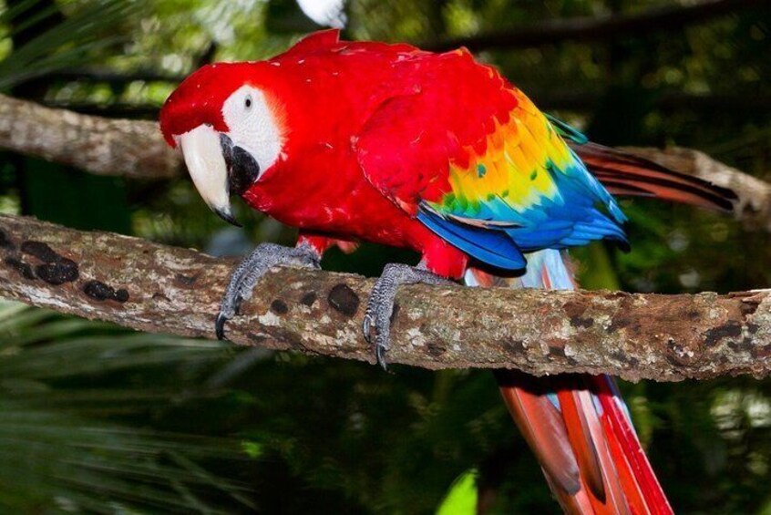 Costa Rica family tour package
