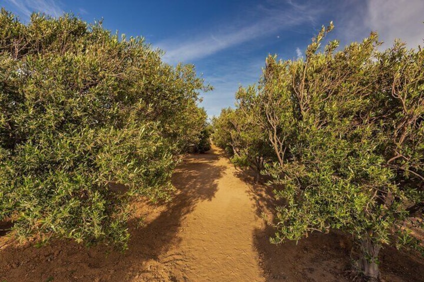 Tour and Wine Tasting in Mykonian Land