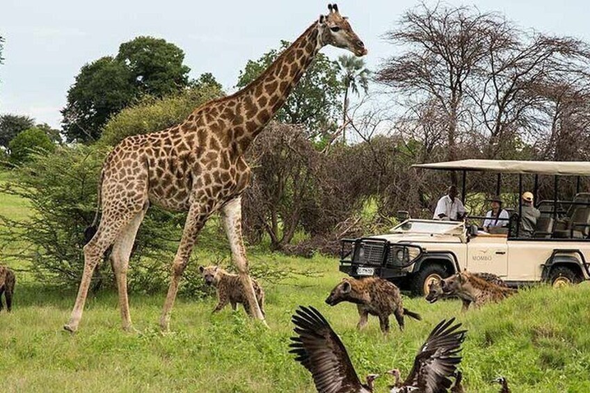 Cape Town - Best of Inverdoorn Safari Full day tour 