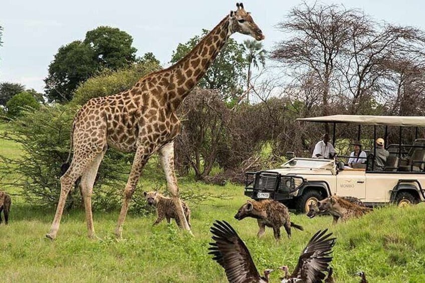 Cape Town - Best of Inverdoorn Safari Full day tour