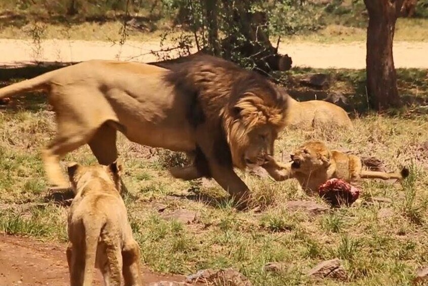 Cape Town - Best of Inverdoorn Safari Full day tour