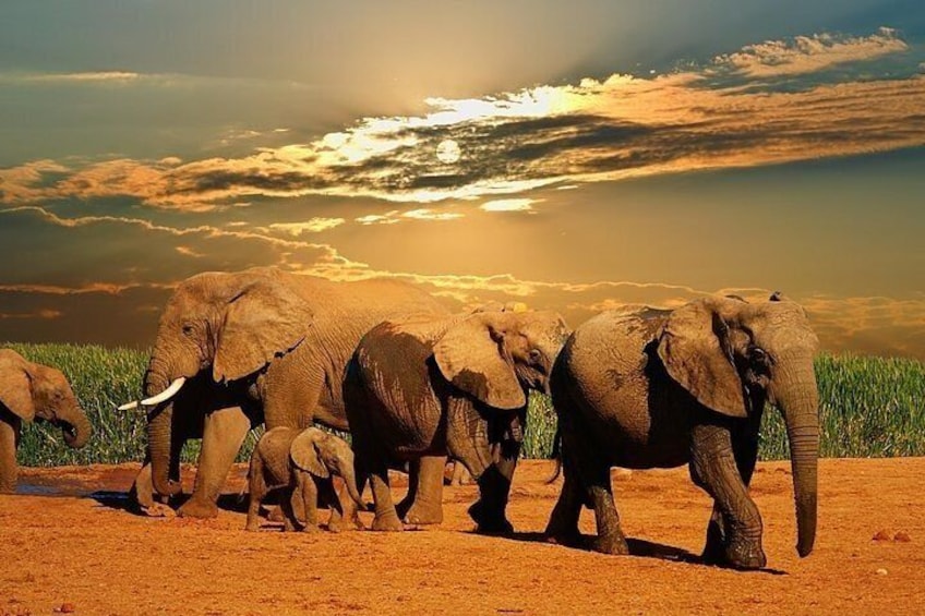 Cape Town - Best of Inverdoorn Safari Full day tour