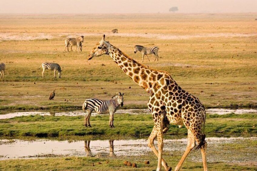Cape Town - Best of Inverdoorn Safari Full day tour