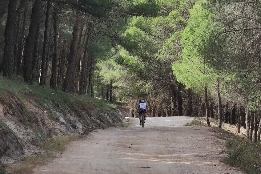 Santa Venera Woods