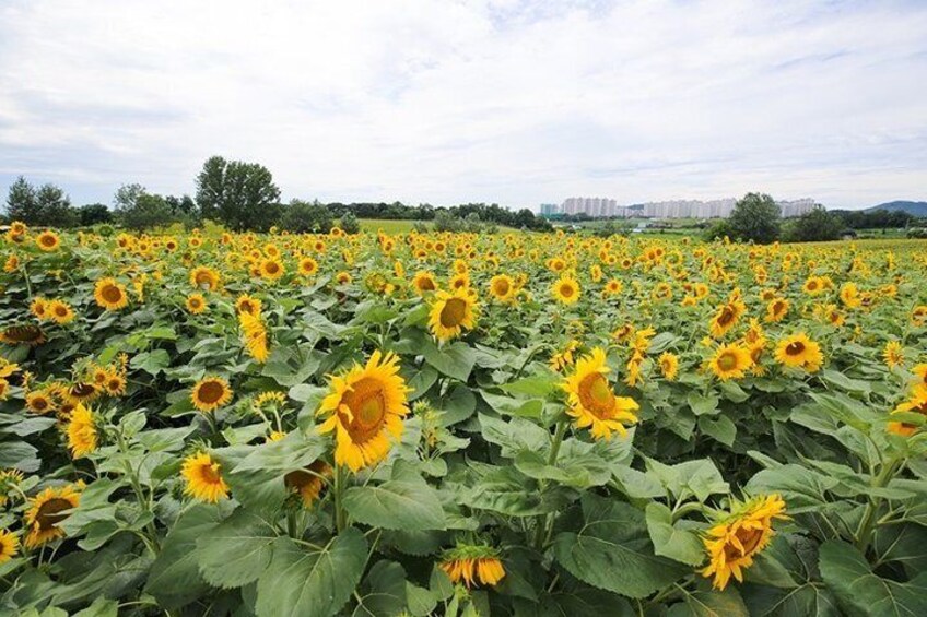 Private Full day Tour Anseong Farm Land with Gwangmyeong Cave