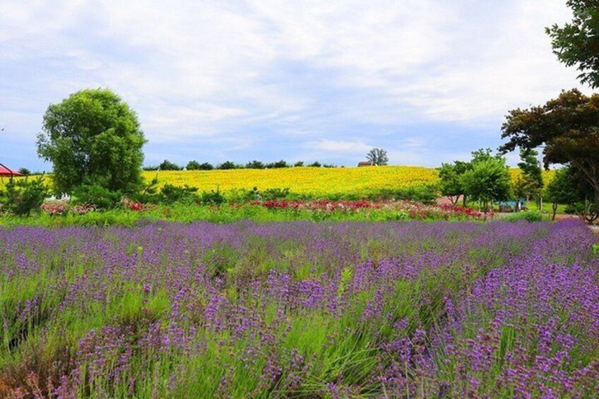 Private Full day Tour Anseong Farm Land with Gwangmyeong Cave