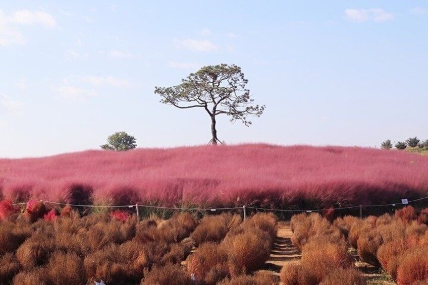 Private Full day Tour Anseong Farm Land with Gwangmyeong Cave