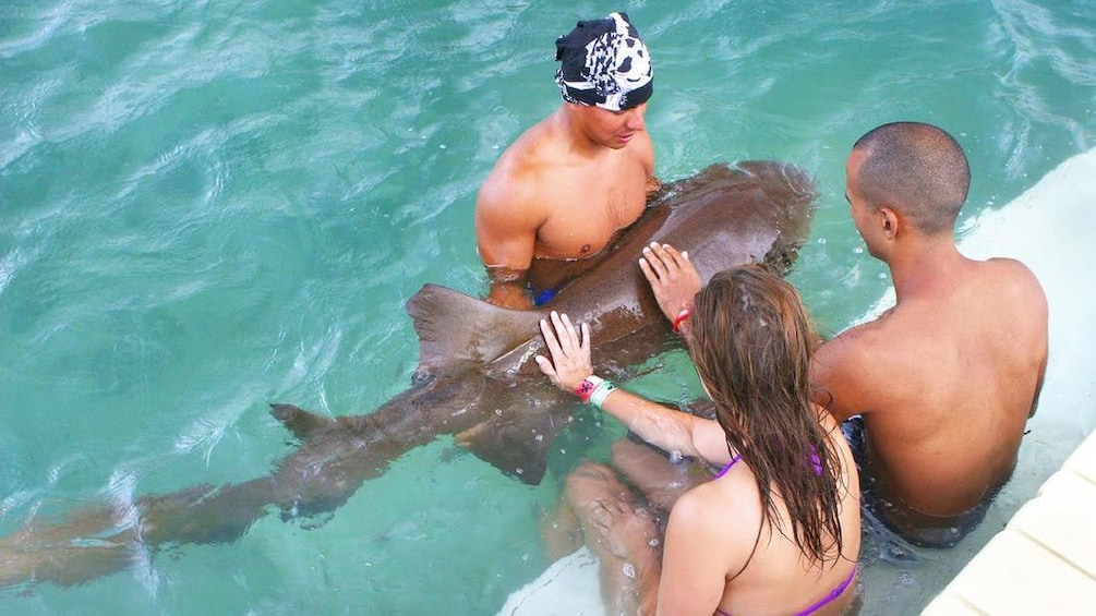 shark encounter in jamaica
