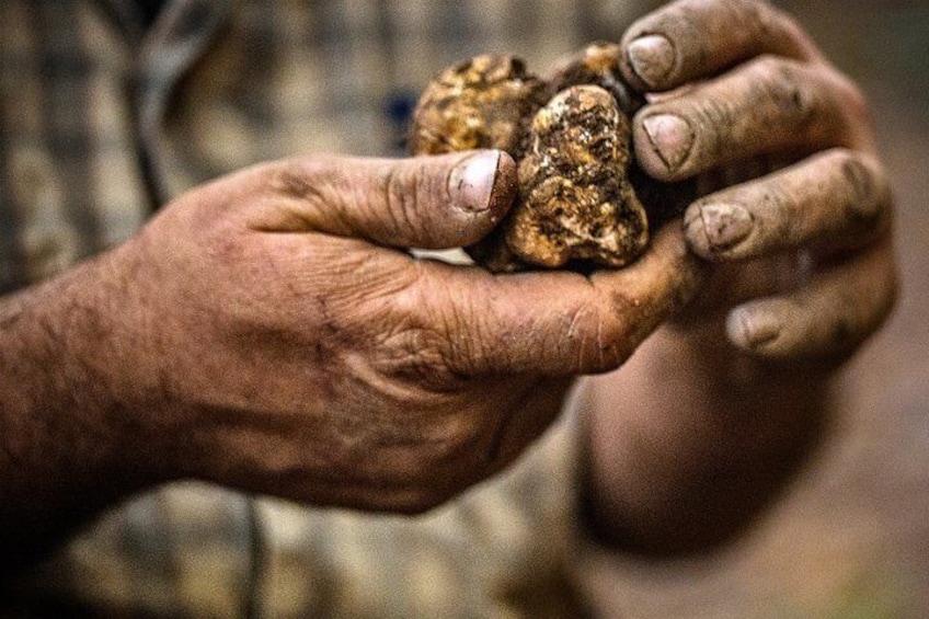 Truffle hunting starting from Alba