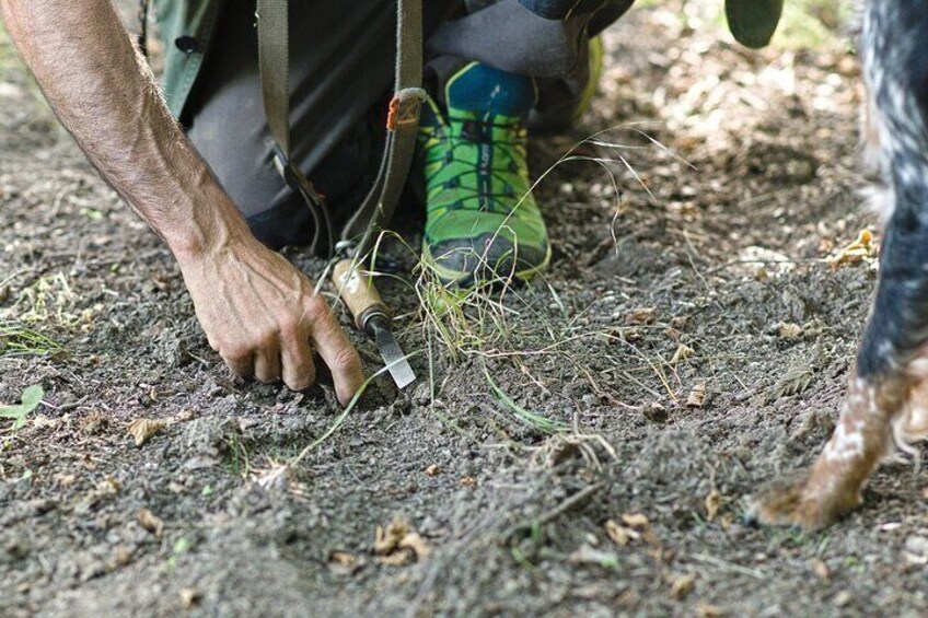 Langhe Truffle hunting Experience