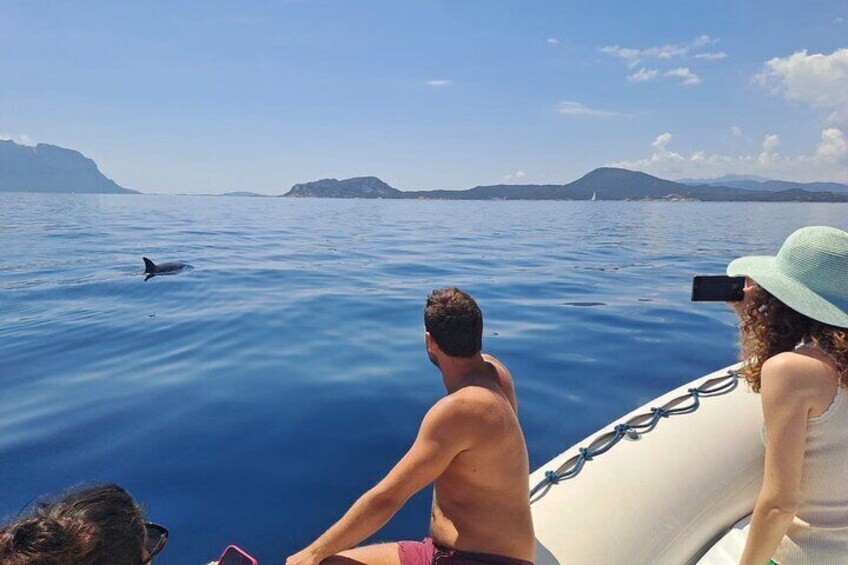 Dolphin watching