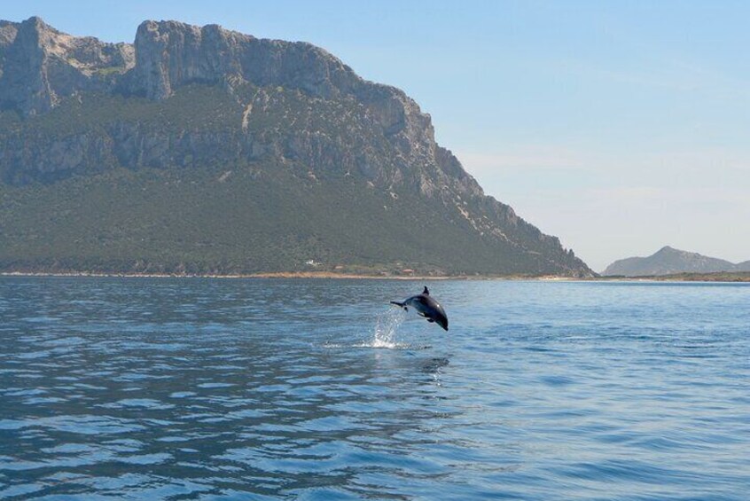 Observation of Dolphins and Snorkeling in a rubber boat in Olbia